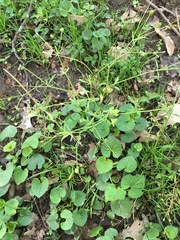 Ranunculus micranthus