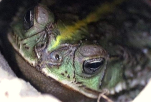 Bella Vista Toad, Rhinella dorbignyi