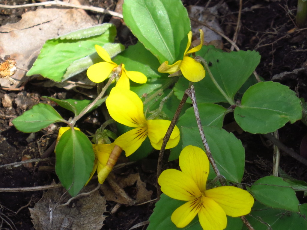 Viola xanthopetala