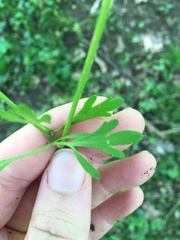 Ranunculus micranthus