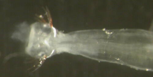 Parasagitta setosa