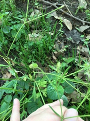 Ranunculus micranthus
