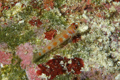 Sostra's Pygmygoby photo 3