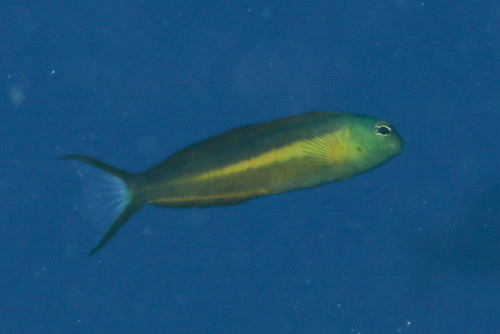 Bundoon fangblenny (Meiacanthus bundoon) — Blenniidae — 3
