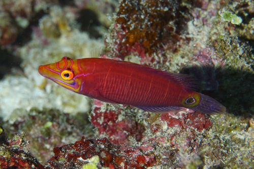 Pseudocheilinus ocellatus observed 2024-02-18