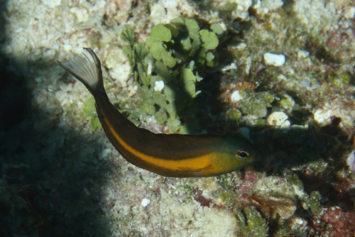 Bundoon fangblenny (Meiacanthus bundoon) — Blenniidae — 4