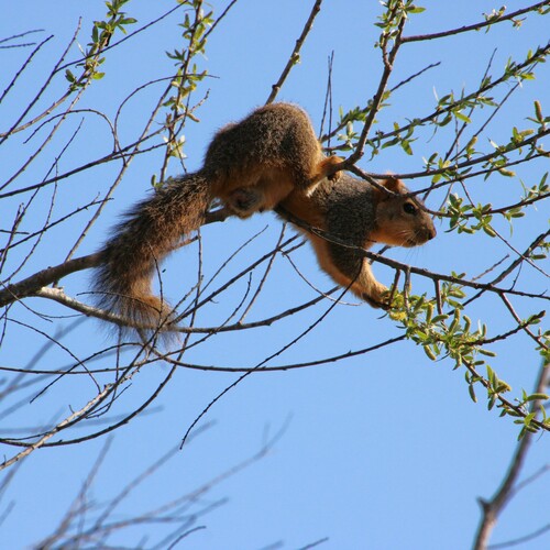 iNaturalist observation photo of Eastern Fox Squirrel