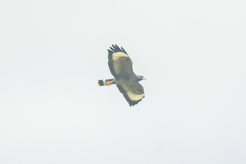 Cuban Black Hawk (Buteogallus gundlachii), photo 5