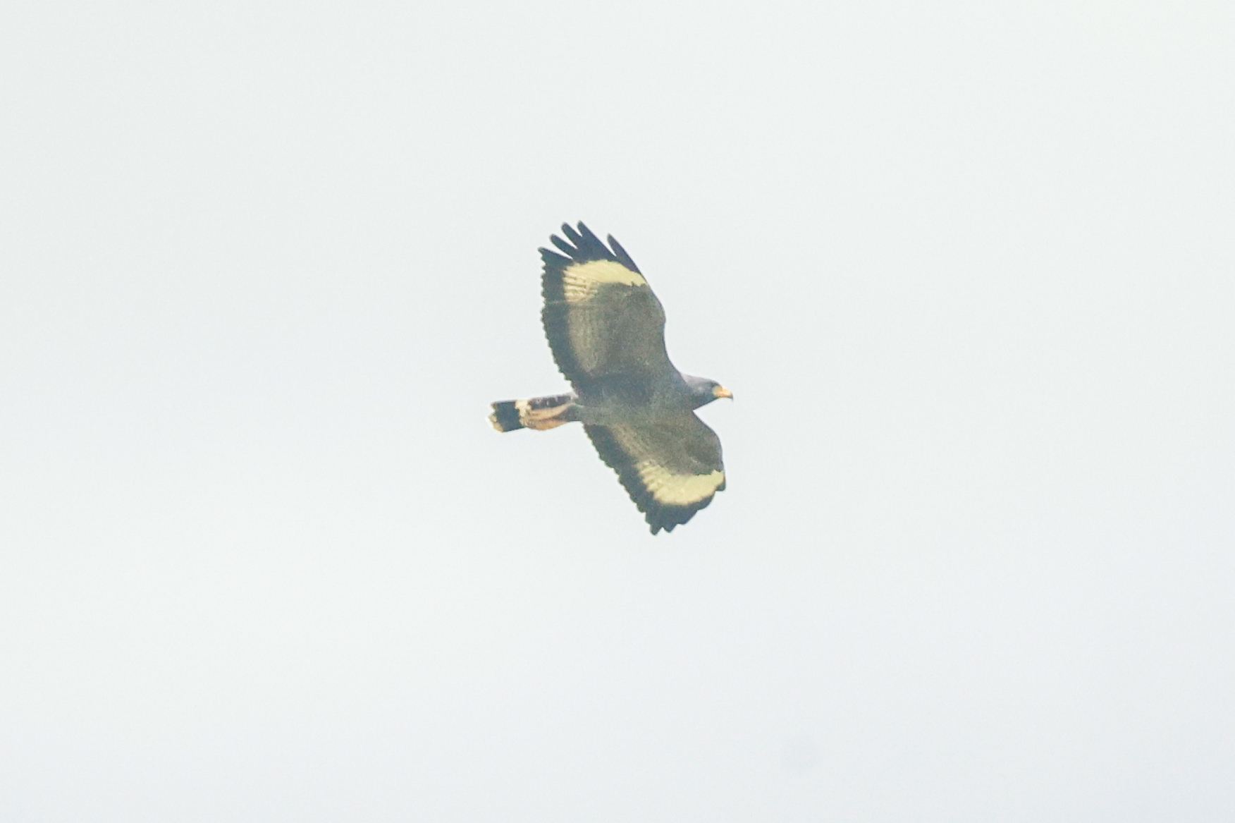 Cuban Black Hawk (Buteogallus gundlachii), photo 6