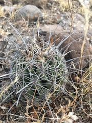 Coryphantha cornifera