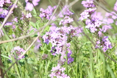 Glandularia canadensis