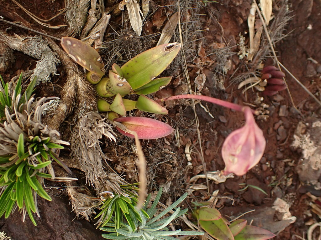 Cattleya caulescens
