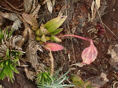Cattleya caulescens