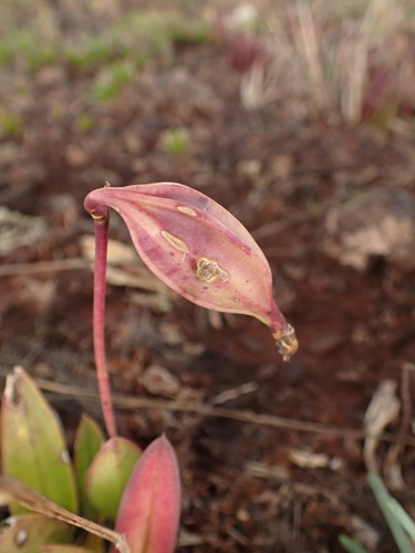 Cattleya caulescens, photograph 1