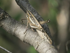 Schistocerca cancellata