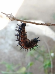 Doleschallia bisaltide