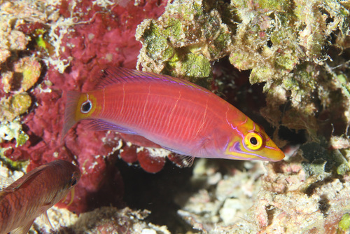 Pseudocheilinus ocellatus observed 2024-02-18