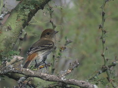 Knipolegus striaticeps