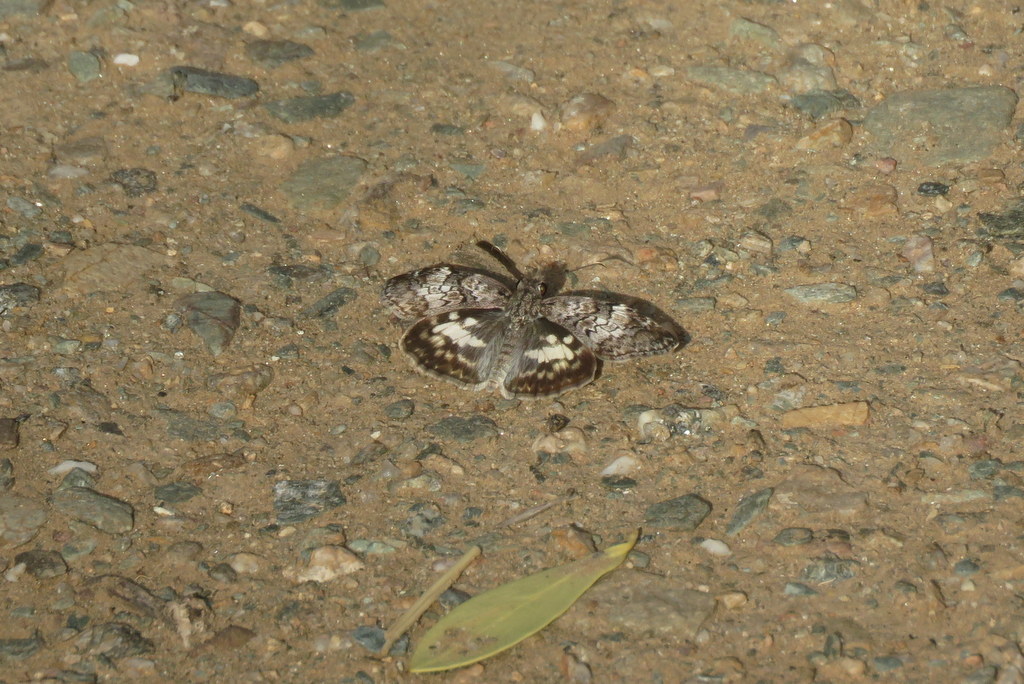 White-patched Skipper