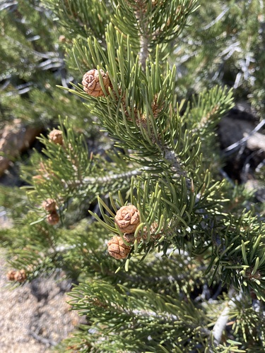 Singleleaf pinyon (Pinus monophylla)