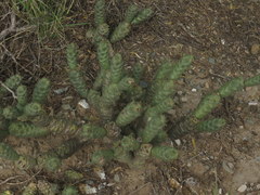 Tephrocactus articulatus