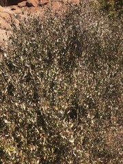 Croton pseudopulchellus