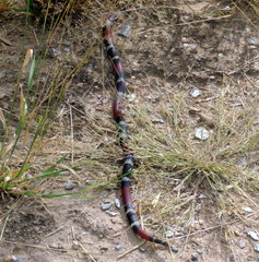 Micrurus pyrrhocryptus