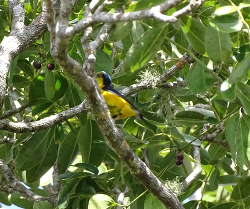Puerto Rican Euphonia (Chlorophonia sclateri), photo 7