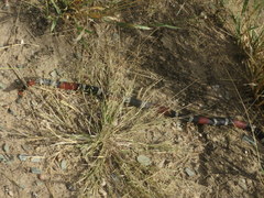 Micrurus pyrrhocryptus