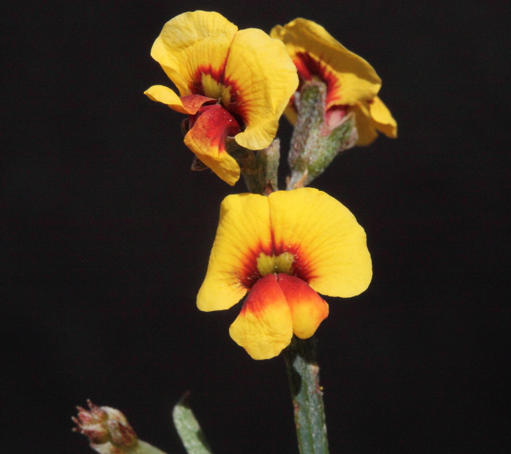 Chorizema humile