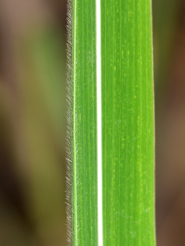 Image of Andropogon gayanus by (c) Roland Muench, some rights reserved (CC BY)