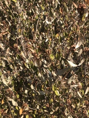 Croton pseudopulchellus