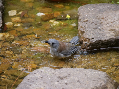 Gray Shrikethrush