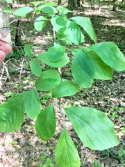 Styracaceae