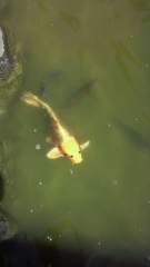 Cyprinus rubrofuscus