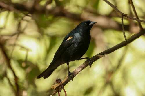 Tawny-shouldered Blackbird (Agelaius humeralis), photo 6