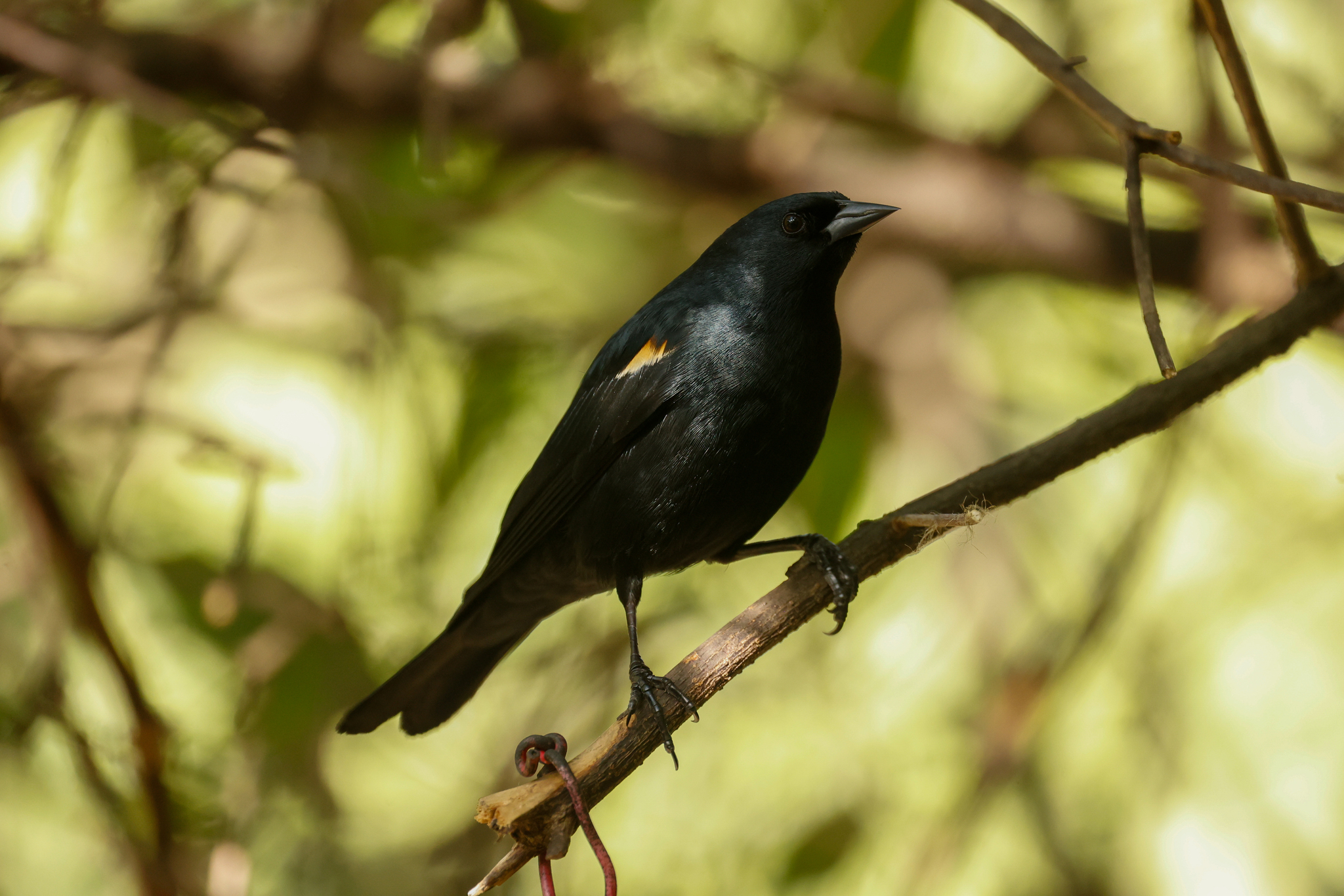 Tawny-shouldered Blackbird (Agelaius humeralis), photo 6