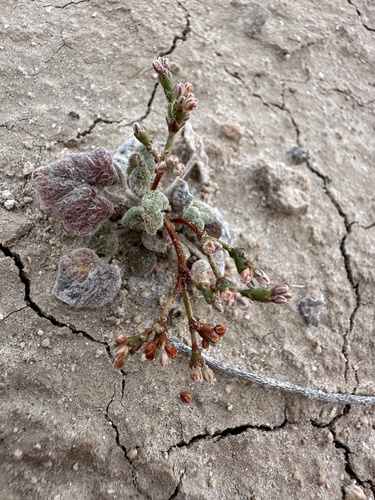 Pahrump Valley Buckwheat (Eriogonum bifurcatum)