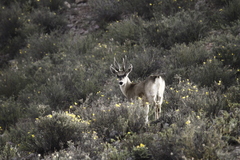 Hippocamelus antisensis