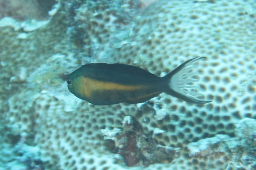 Bundoon fangblenny (Meiacanthus bundoon) — Blenniidae — 2