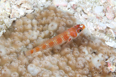 Sostra's Pygmygoby photo 2