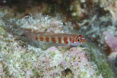 Sostra's Pygmygoby photo 1