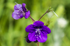 Phacelia minor