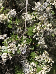 Ceanothus oliganthus