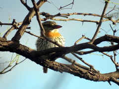 Nystalus maculatus