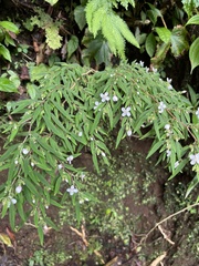 Centradenia inaequilateralis image