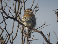 Nystalus maculatus