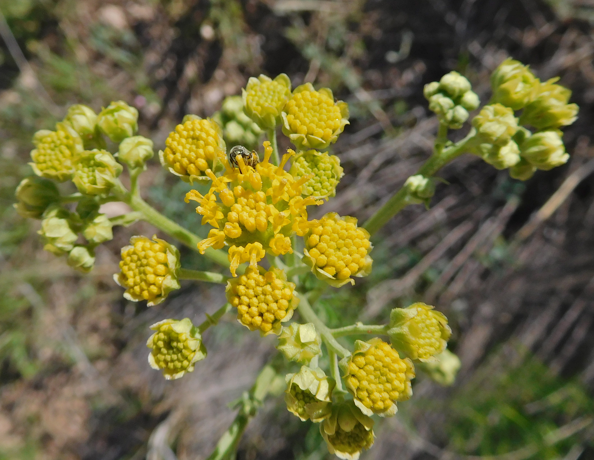 Hymenopappus flavescens