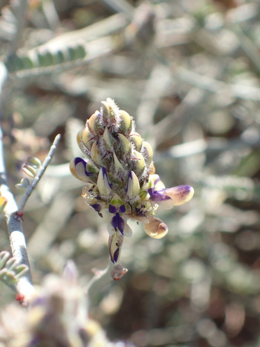 Image of Marina maritima by (c) Cricket Raspet, some rights reserved (CC BY)