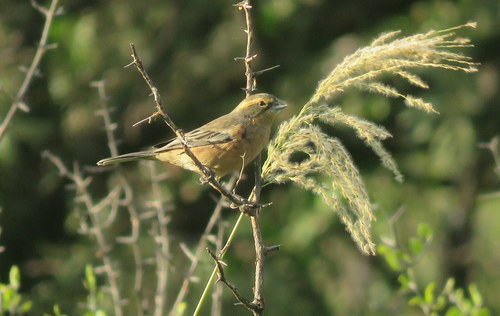 Cinnamon Warbling Finch (Poospiza ornata), photo 7